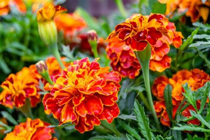 Why are marigolds good companion plants?