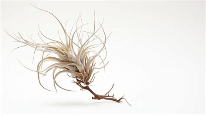Why are my air plants turning white?