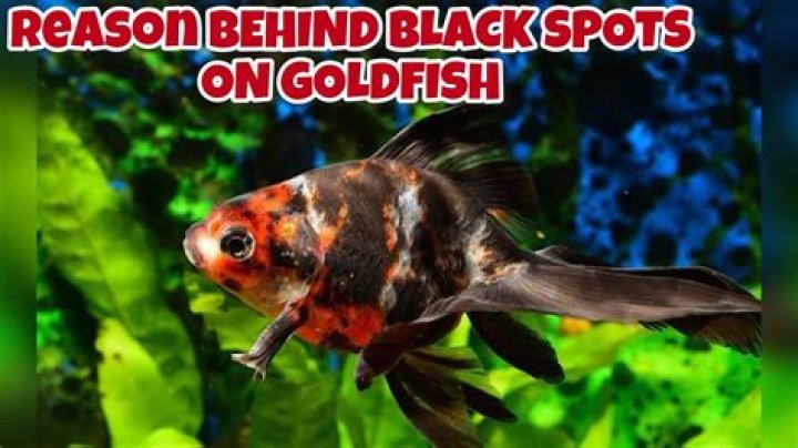 Why are my baby goldfish black