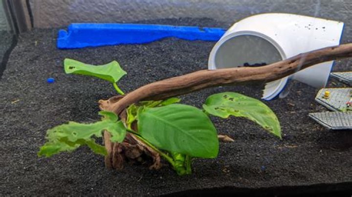 Why are my fish eating my plants