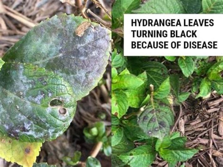 Why are my hydrangea leaves turning white
