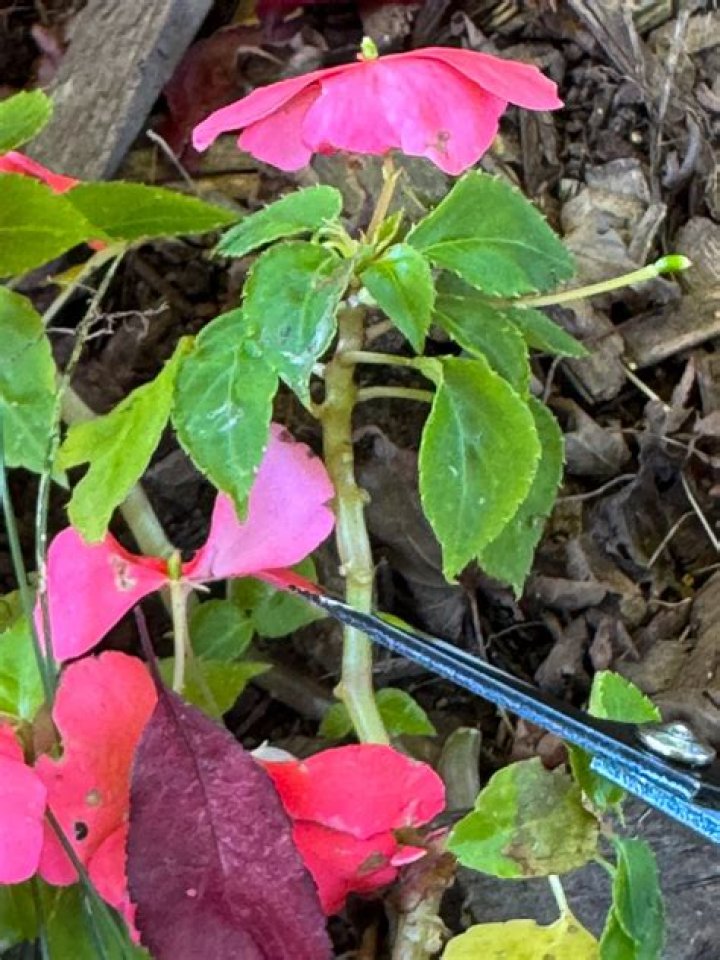 Why are my impatiens flowers dying?