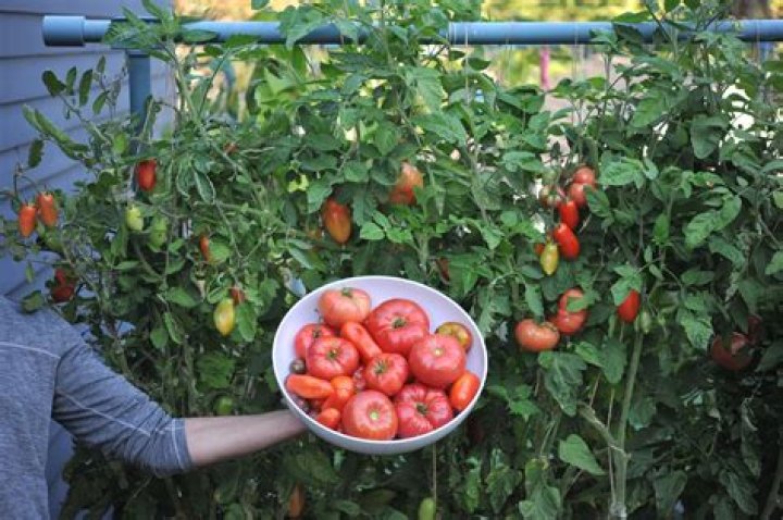 Why are my tomatoes dropping off the plant?