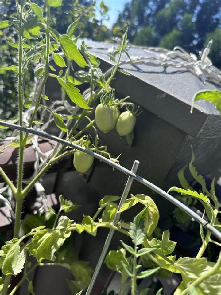 Why are my tomatoes not growing