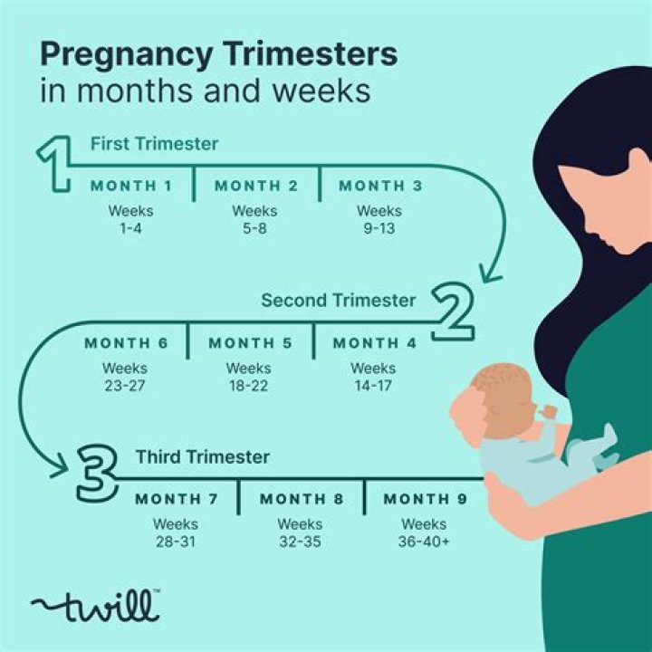 Why are pregnancy trimesters divided