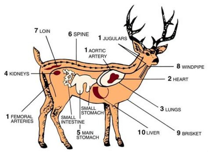 Why are the eyes of deer located on the side of the head?