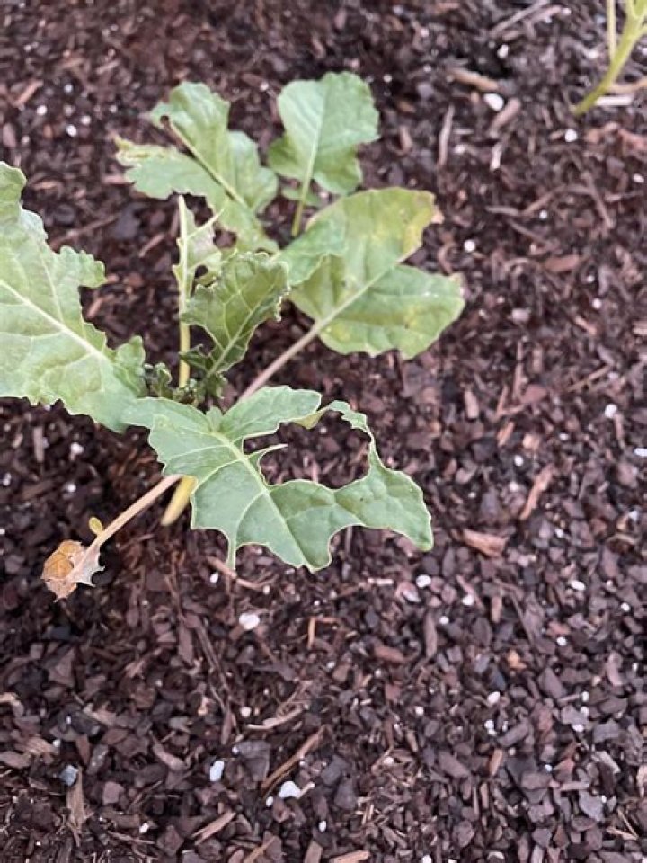 Why are there ants in my vegetable garden?