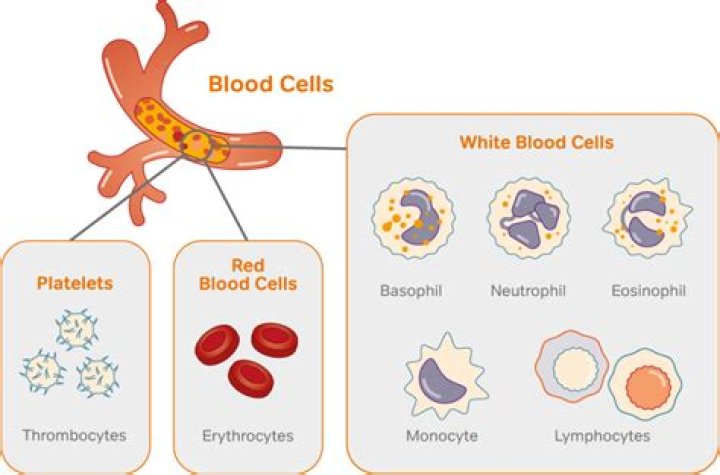 Why are there more red blood cells than white blood cells