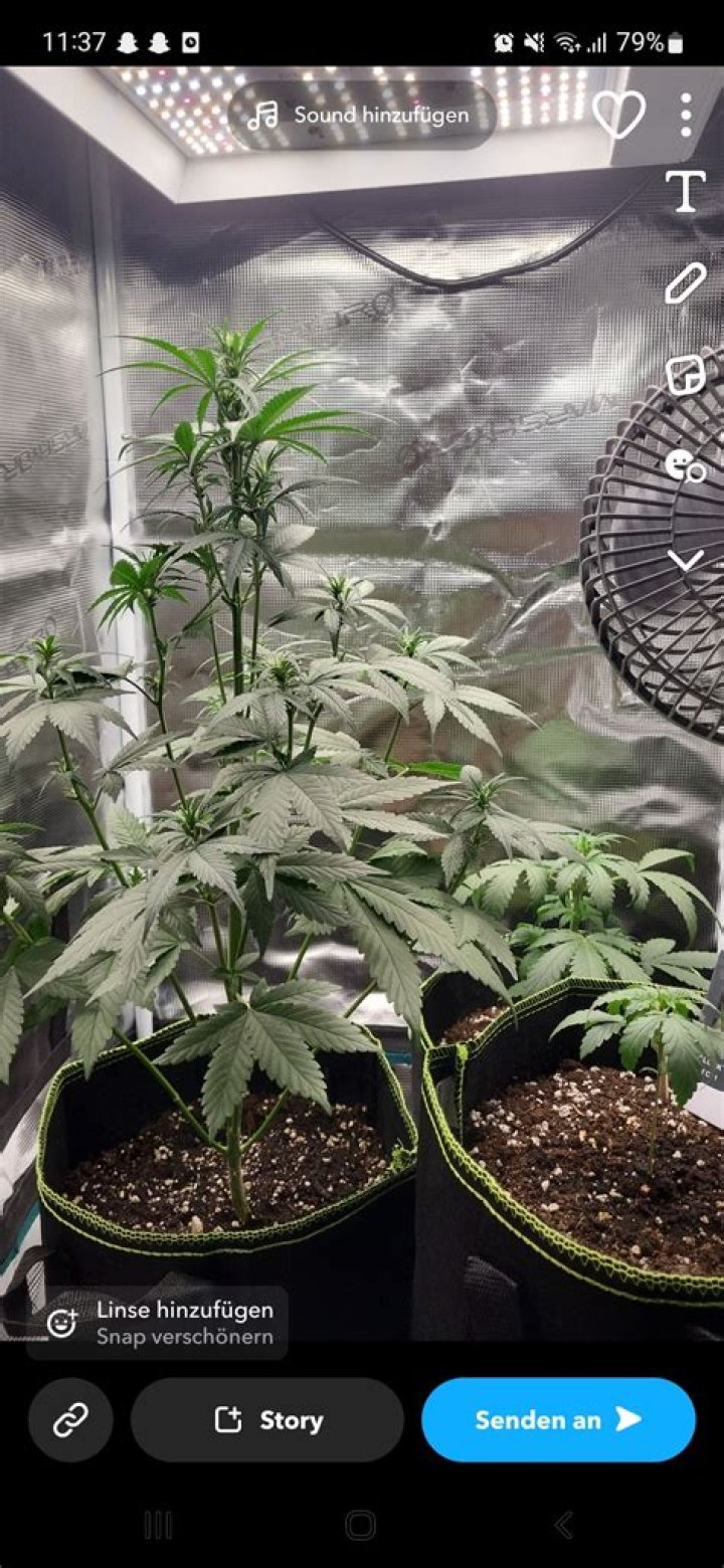 Why arent my plants growing