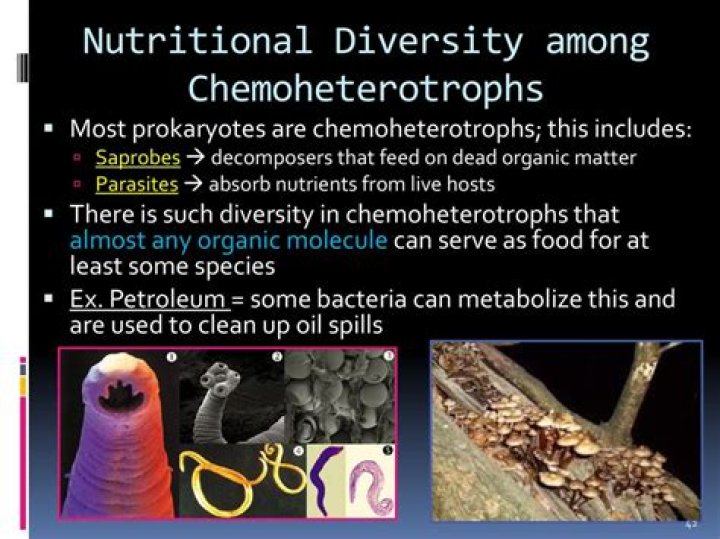 Why can Chemoheterotrophs grow throughout the column