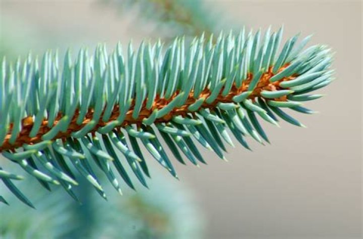 Why do blue spruce needles fall