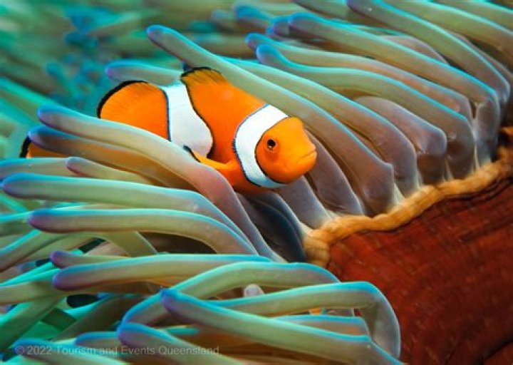 Why do clownfish host anemone