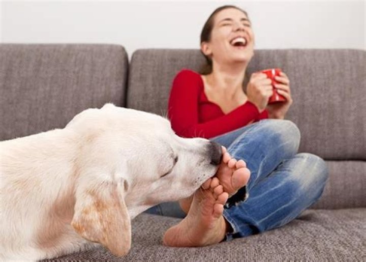 Why do dogs lick their feet?
