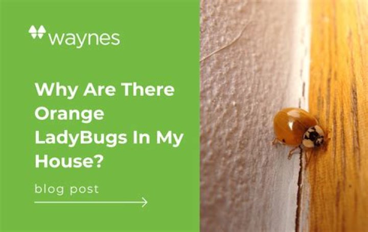 Why do I have ladybugs in my house in winter?