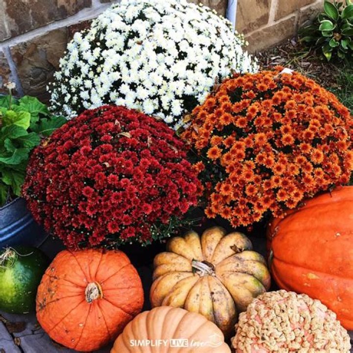 Why do my mums die so quickly