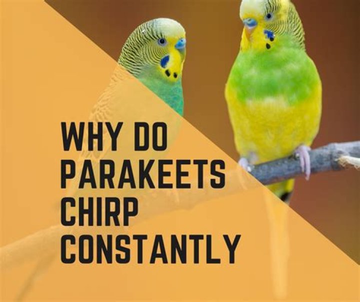 Why do parakeets chirp?