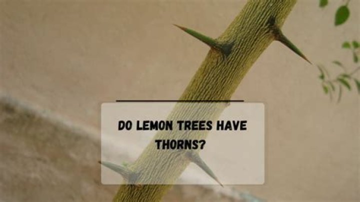 Why do trees have thorns