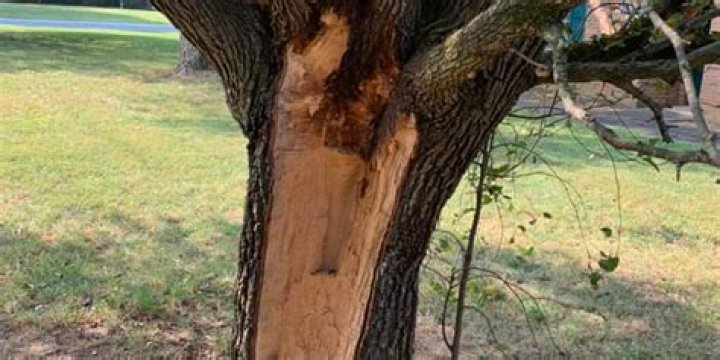 Why do trees rot