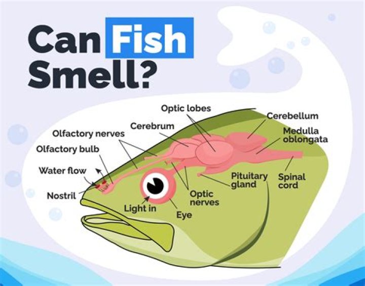 Why does a cooler smell like fish