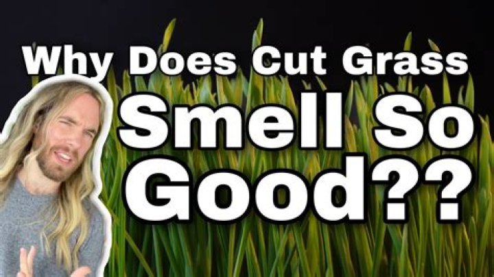 Why does grass release a smell when cut?