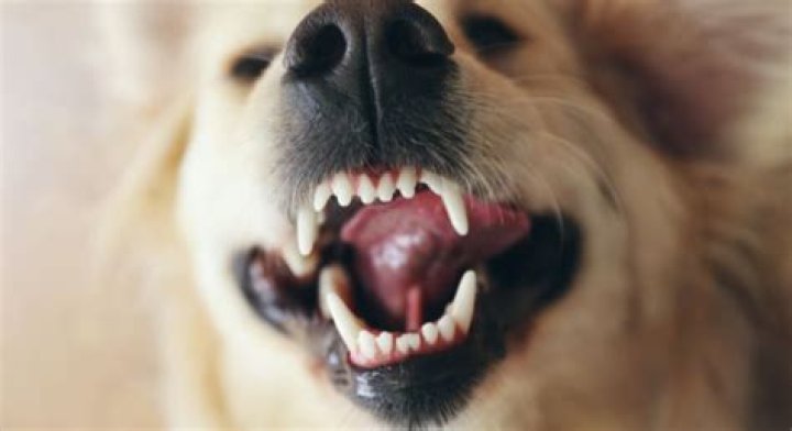 Why does my dog nibble on me with his front teeth