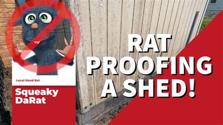 Why does my rat keep squeaking?