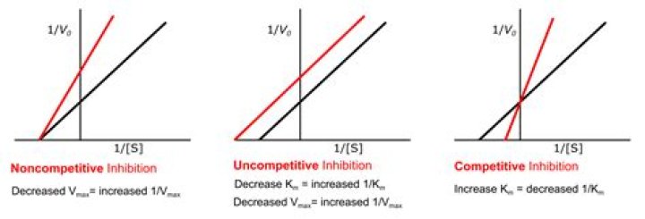 Why does non competitive inhibition lower Vmax?