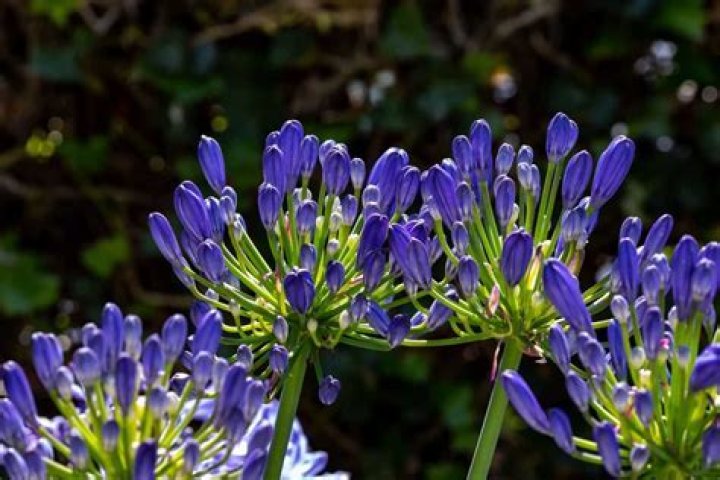 Why is agapanthus not flowering