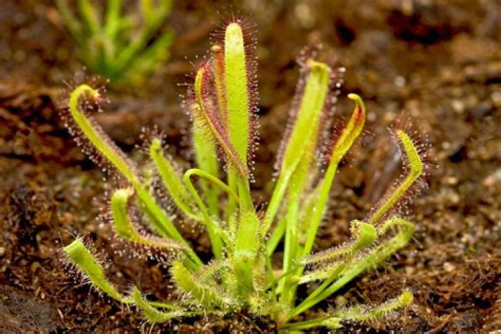 Why is bladderwort called a carnivorous plant?