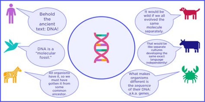 Why is DNA a better genetic material when compared to RNA
