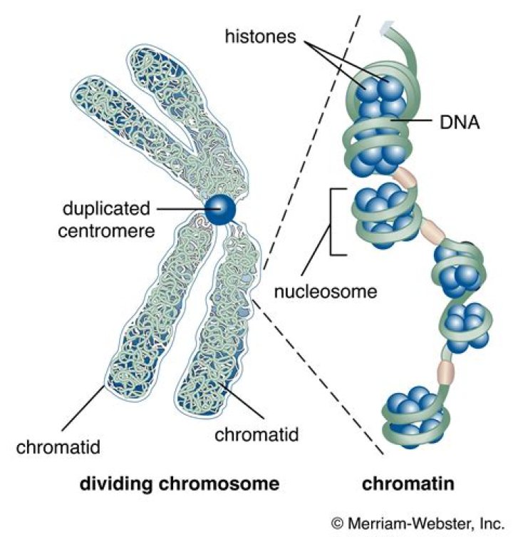 Why is DNA tightly packed in a chromosome