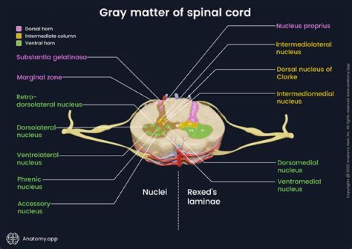 Why is gray matter in the center of the spinal cord