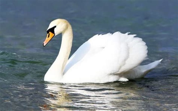 Why is it called a mute swan?