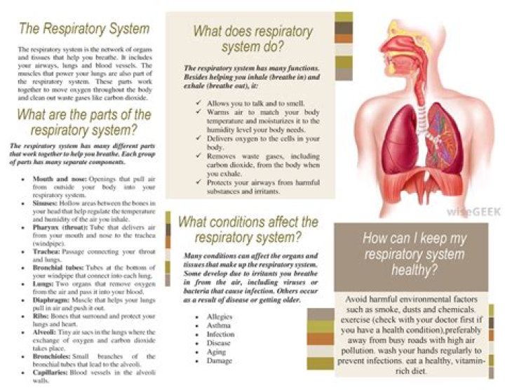Why is it important to take care of your respiratory system?