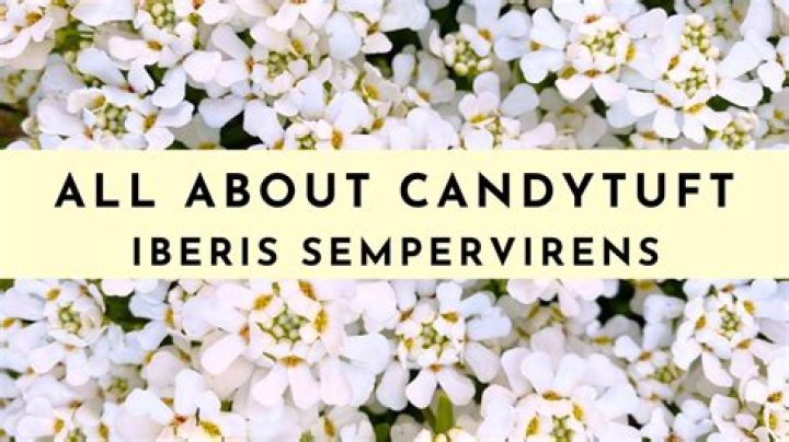 Why is my candytuft turning yellow?