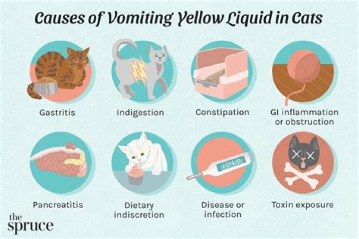 Why is my cat vomiting yellow liquid?