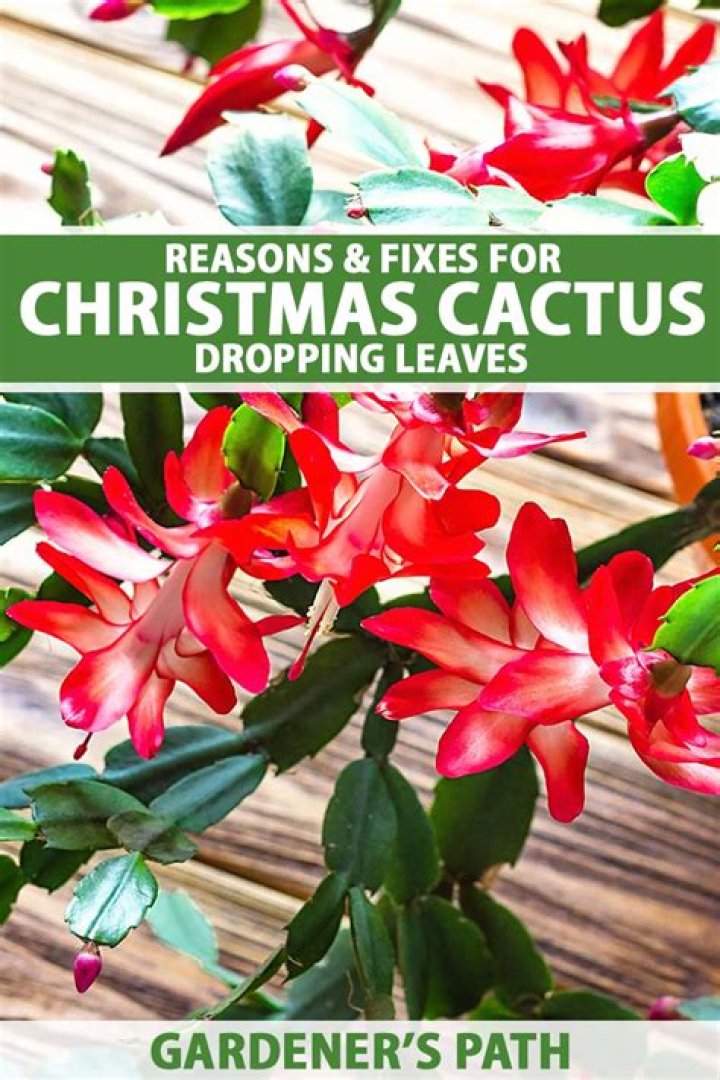 Why is my Christmas cactus losing branches?