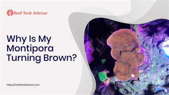 Why is my Montipora turning white?