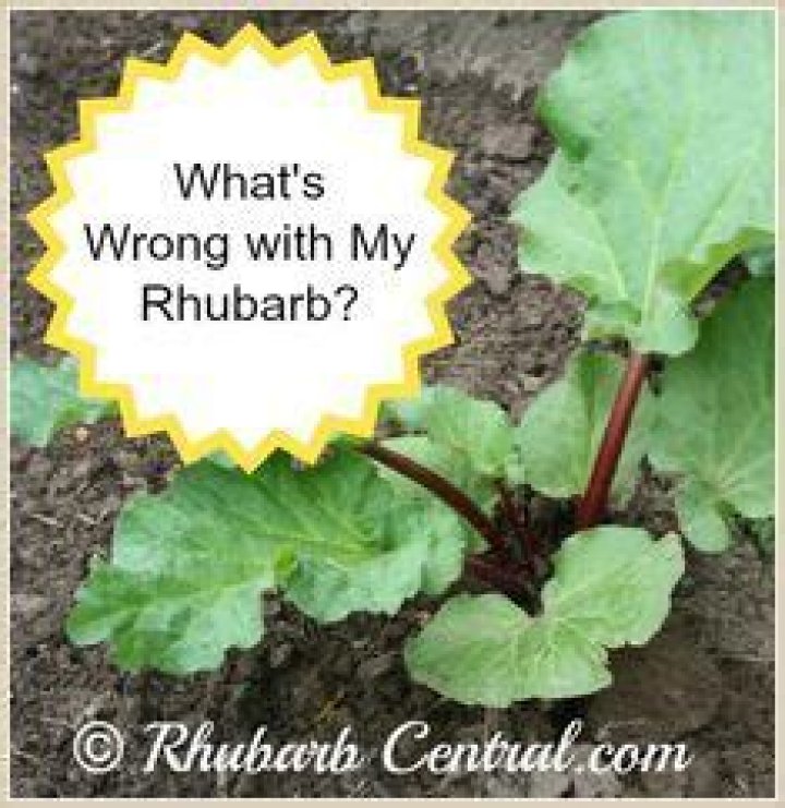 Why is my rhubarb spindly