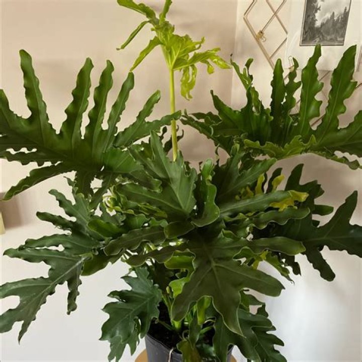 Why is my split leaf philodendron dying