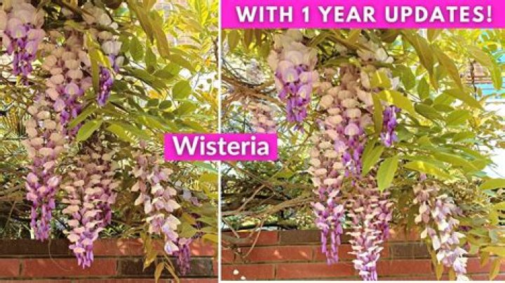 Why is my wisteria going yellow