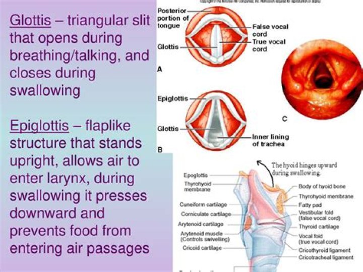 Why is the glottis important?