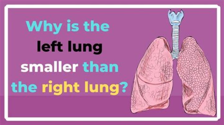 Why is the left lung smaller than the right lung quizlet