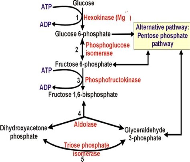 Why pentose phosphate pathway is called shunt?