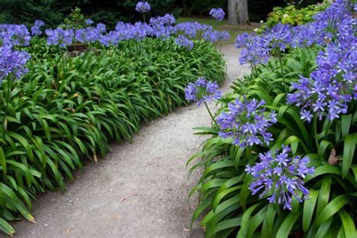 Will agapanthus grow in shade?