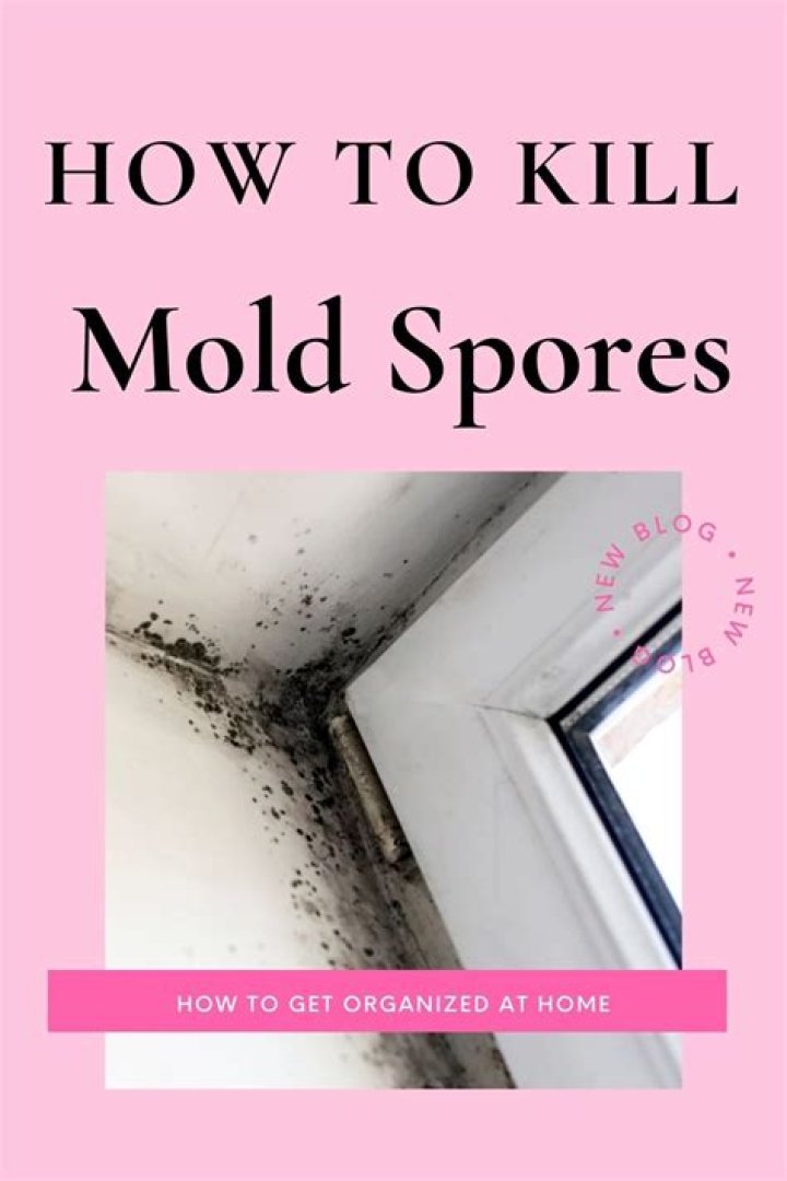 Will bleach kill mold spores?