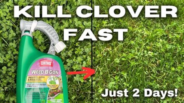 Will boric acid kill clover mites?
