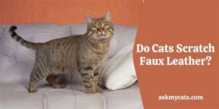Will cats scratch faux leather?