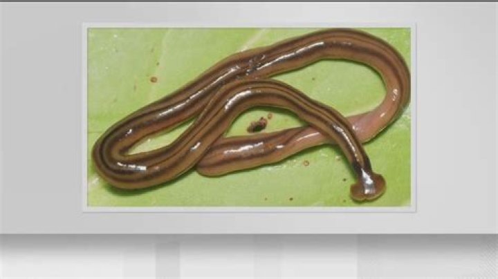 Worm.Drolnux