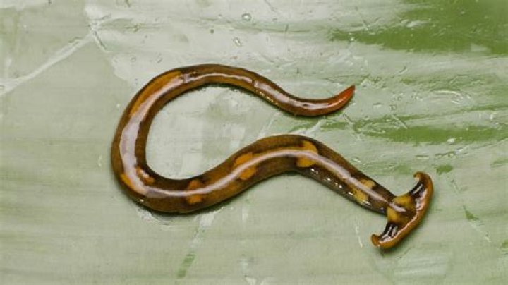 Worm:MSIL/Vonriamt.A